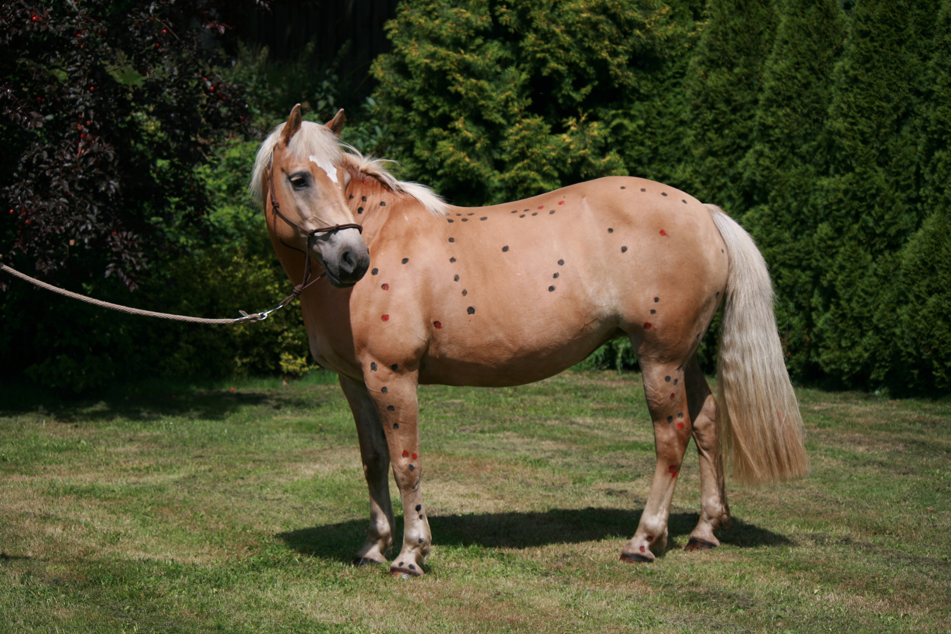Ausgewählte Akupunkturpunkte am Pferdemodel